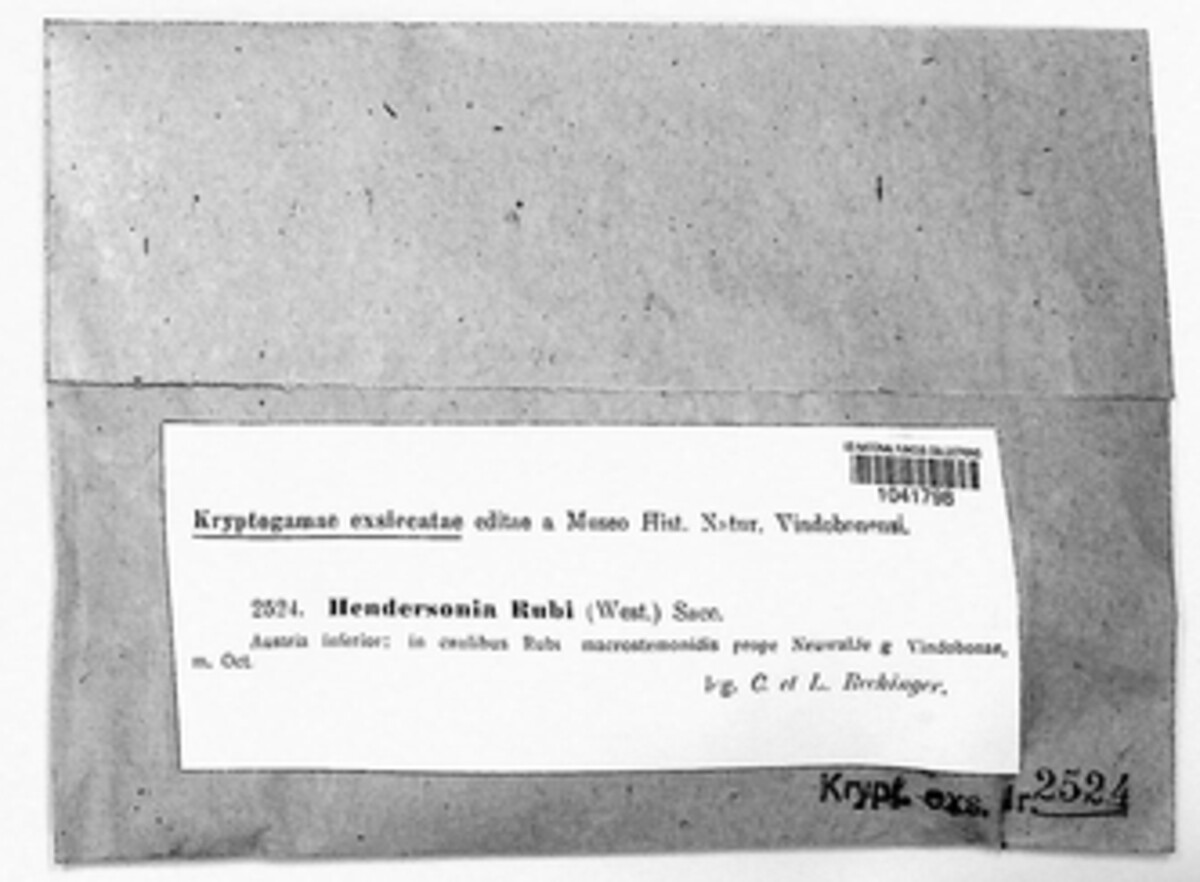 Discostroma corticola image